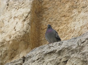 A bird on the Western Wall, the only part of the Second Temple to survibe.